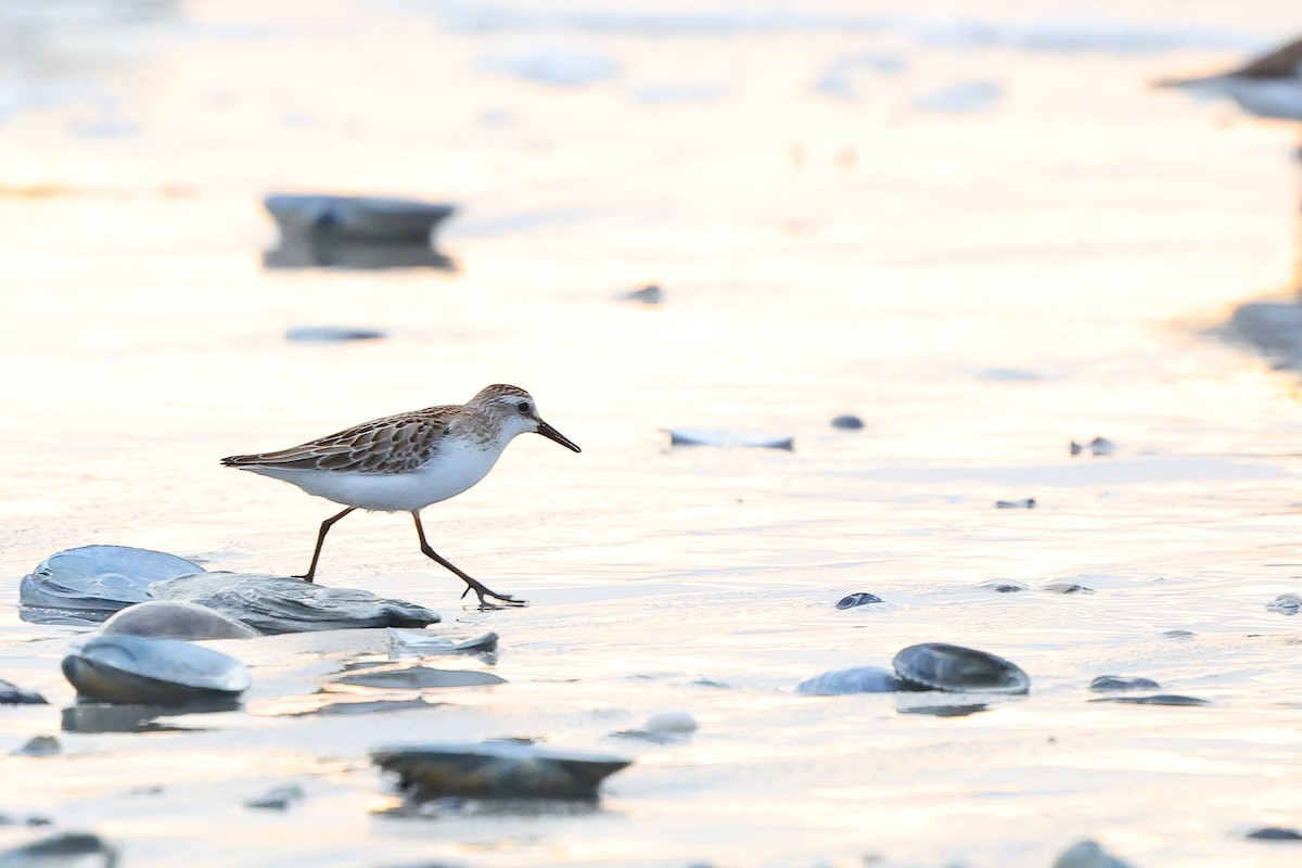 Semipalmated Sandpiper - ML642783518