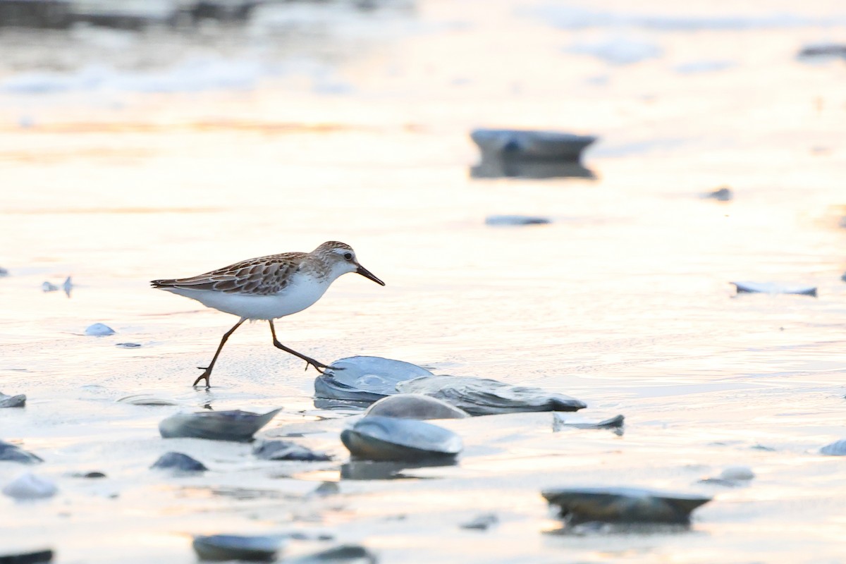 Semipalmated Sandpiper - ML642783519