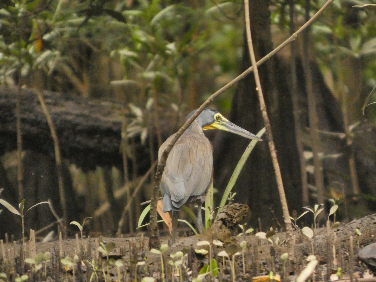Bare-throated Tiger-Heron - ML642783545