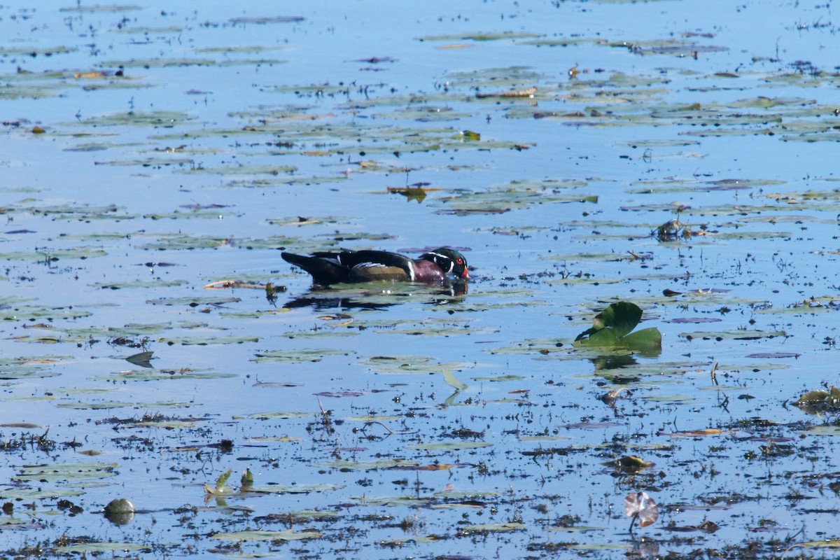 Wood Duck - ML642783547