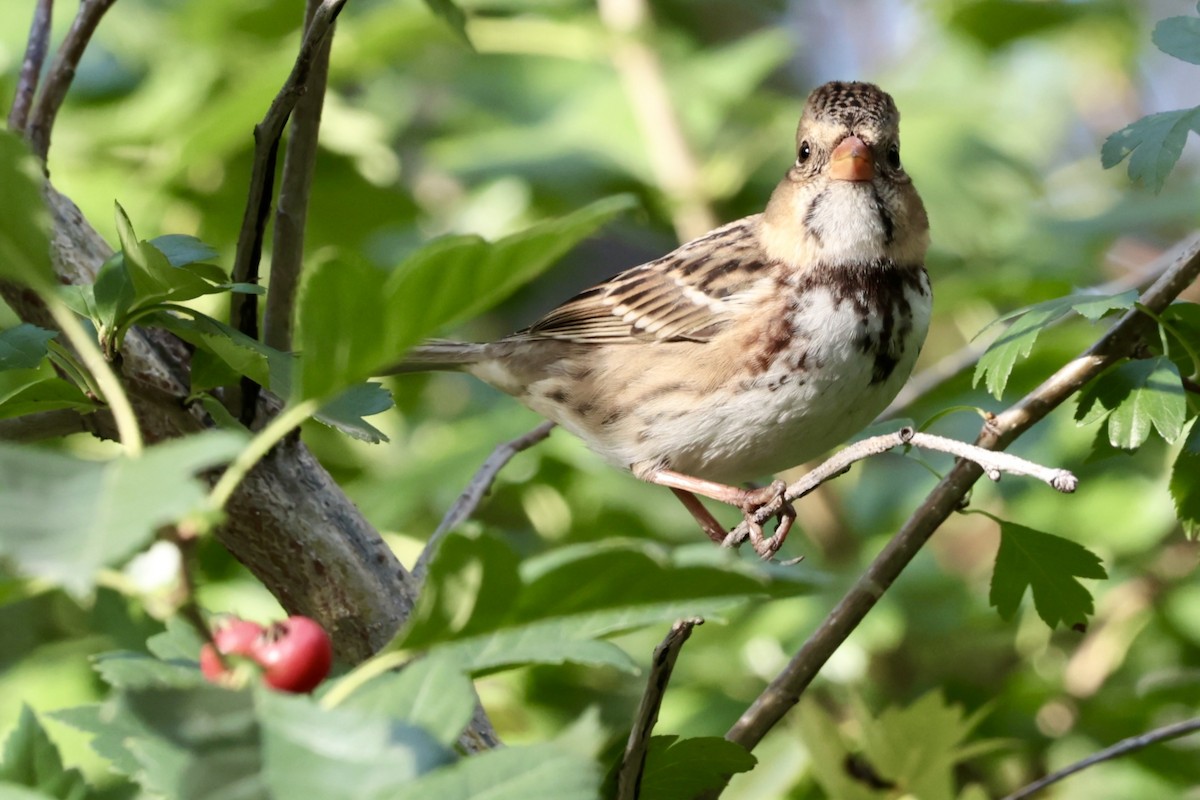 Harris's Sparrow - ML642783555