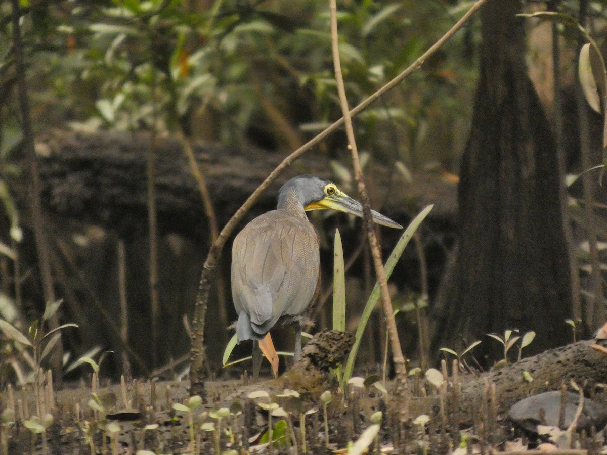 Bare-throated Tiger-Heron - ML642783557