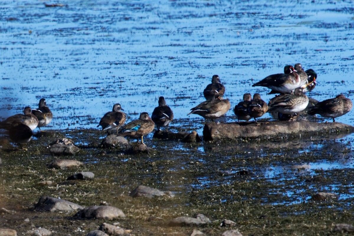 Wood Duck - ML642783562