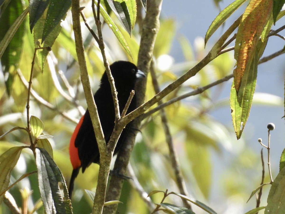 Scarlet-rumped Tanager (Passerini's) - ML642783568