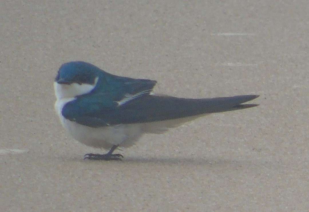 vlaštovka bělobřichá - ML642783580