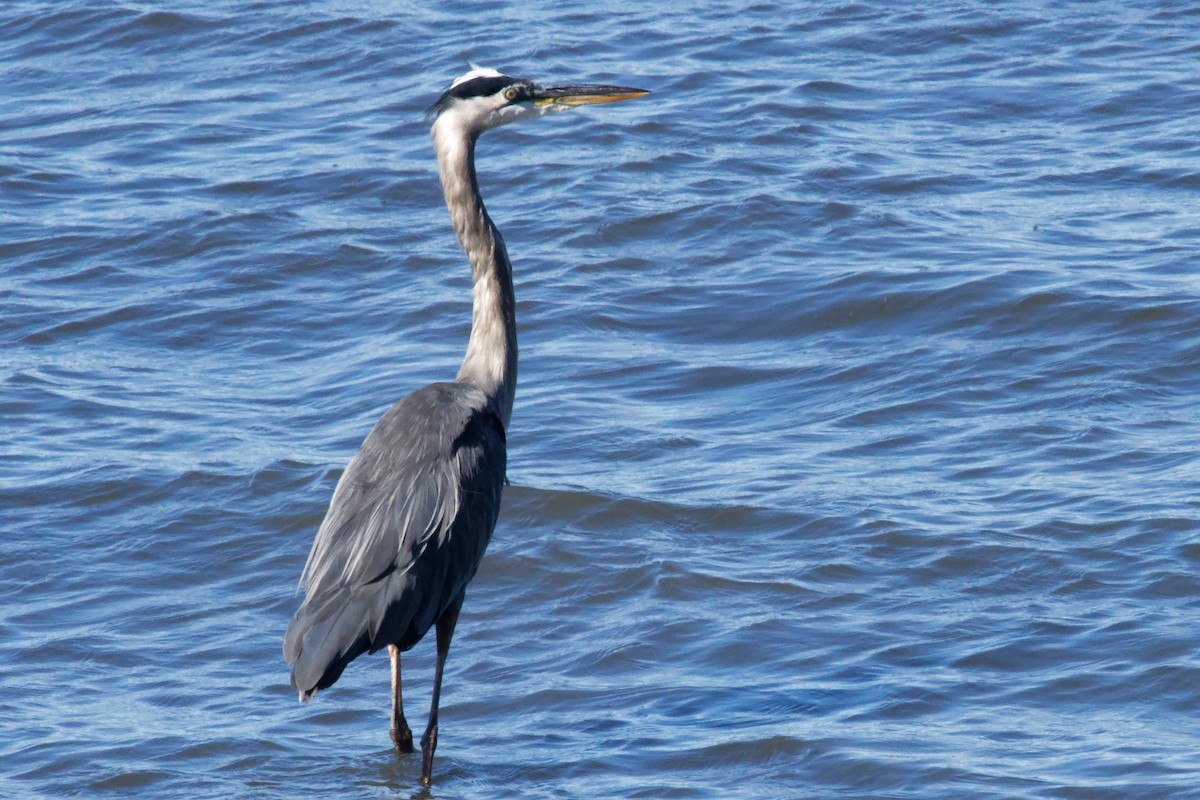 Great Blue Heron - ML642783590