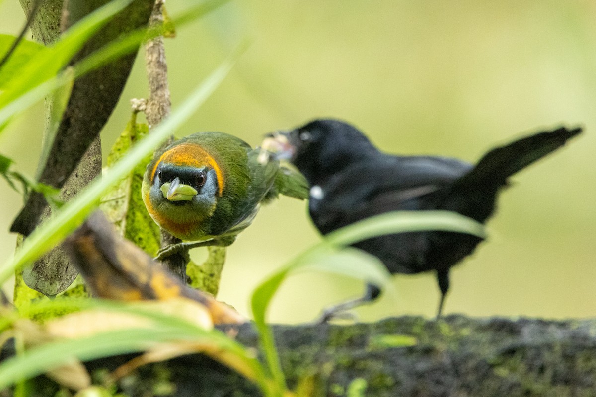 Red-headed Barbet - ML642783595