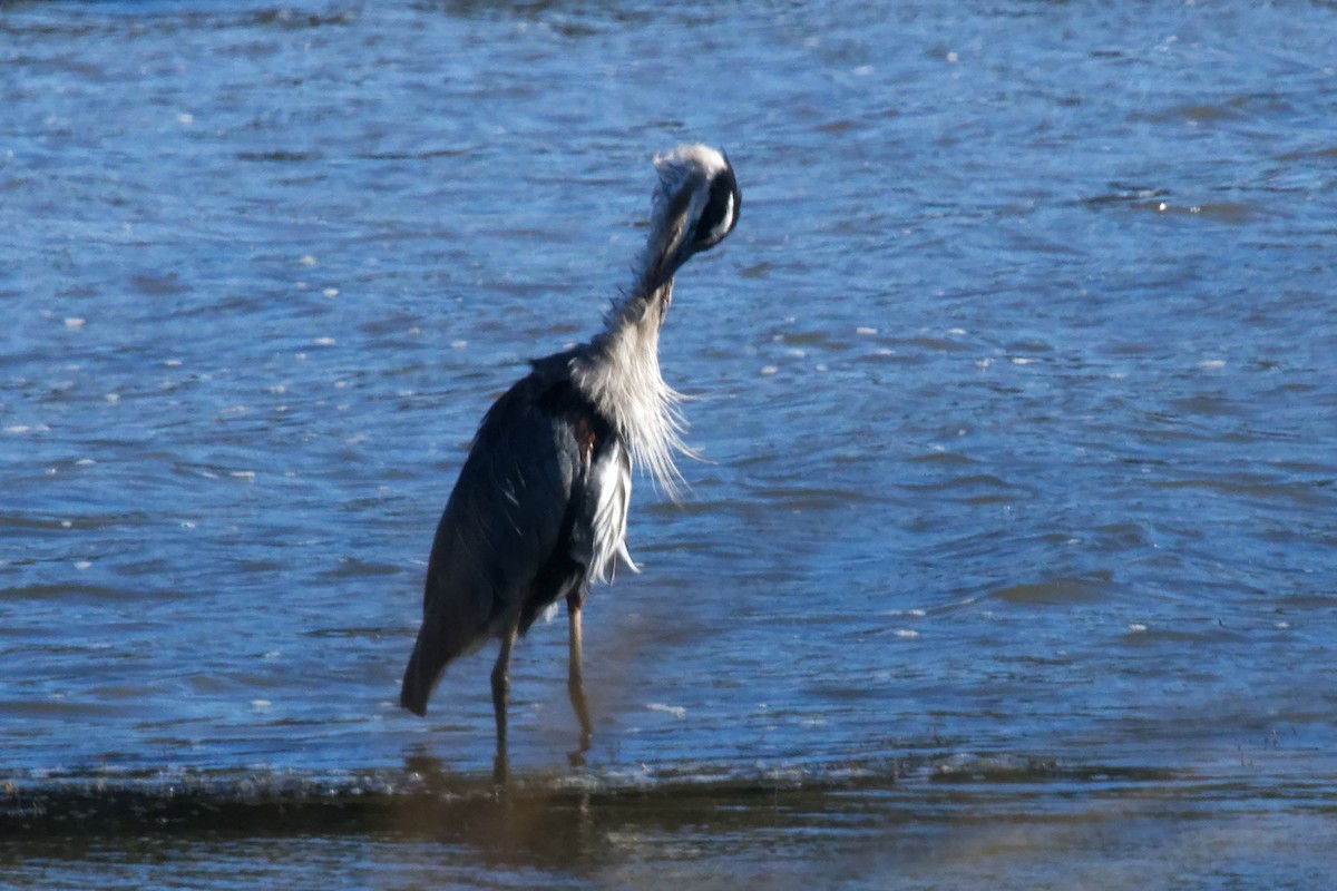 Great Blue Heron - ML642783596