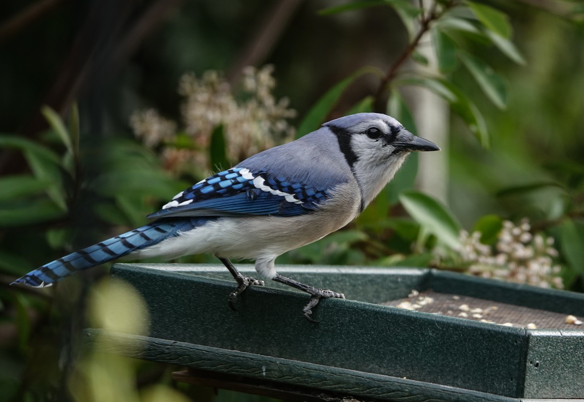 Blue Jay - Billie Knight