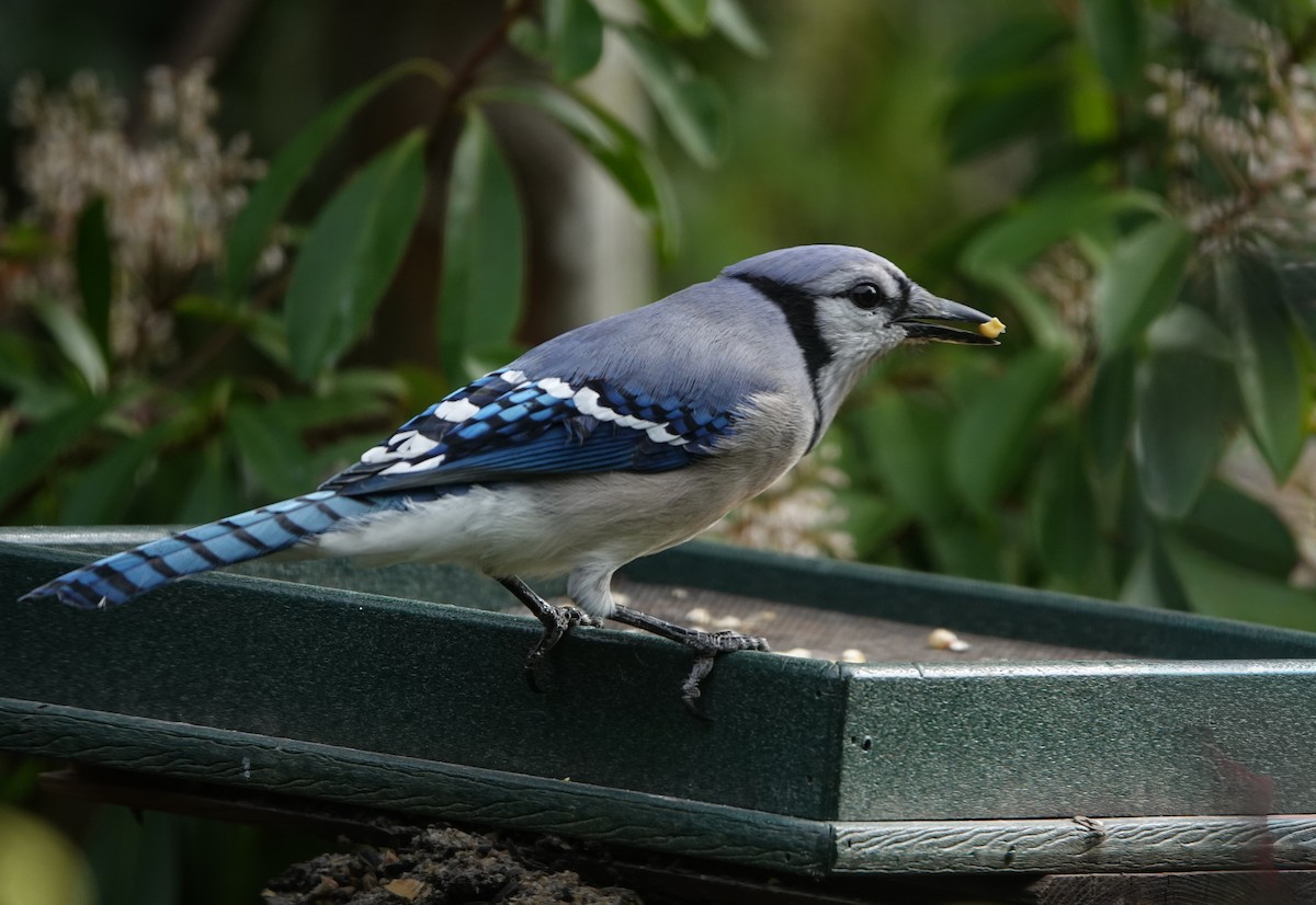 Blue Jay - Billie Knight