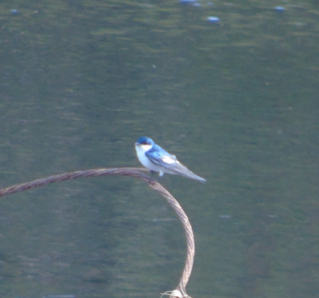 vlaštovka bělobřichá - ML642783615