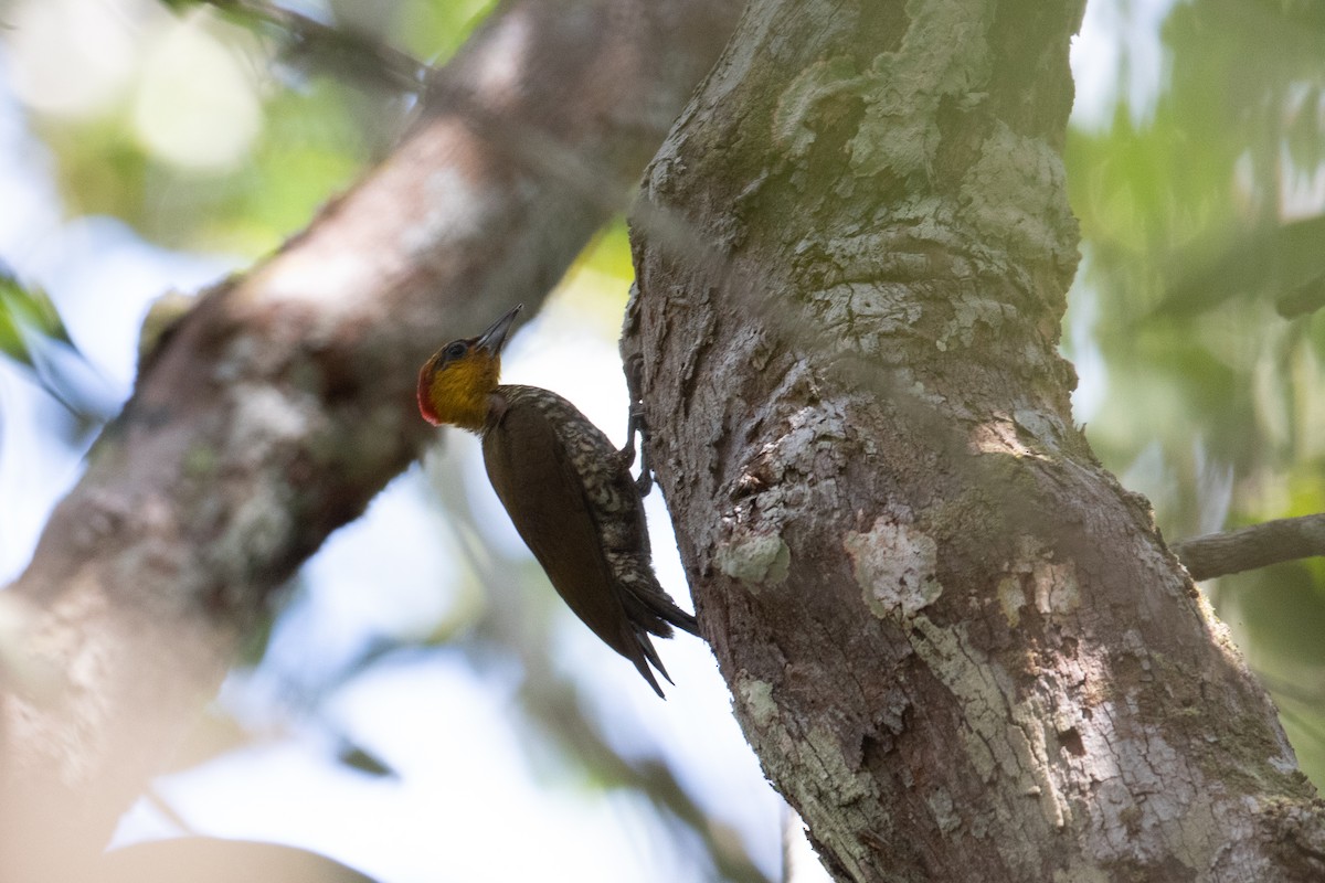 Carpintero Gorjigualdo - ML642783651