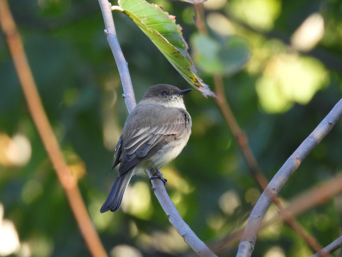 Eastern Phoebe - ML642783657