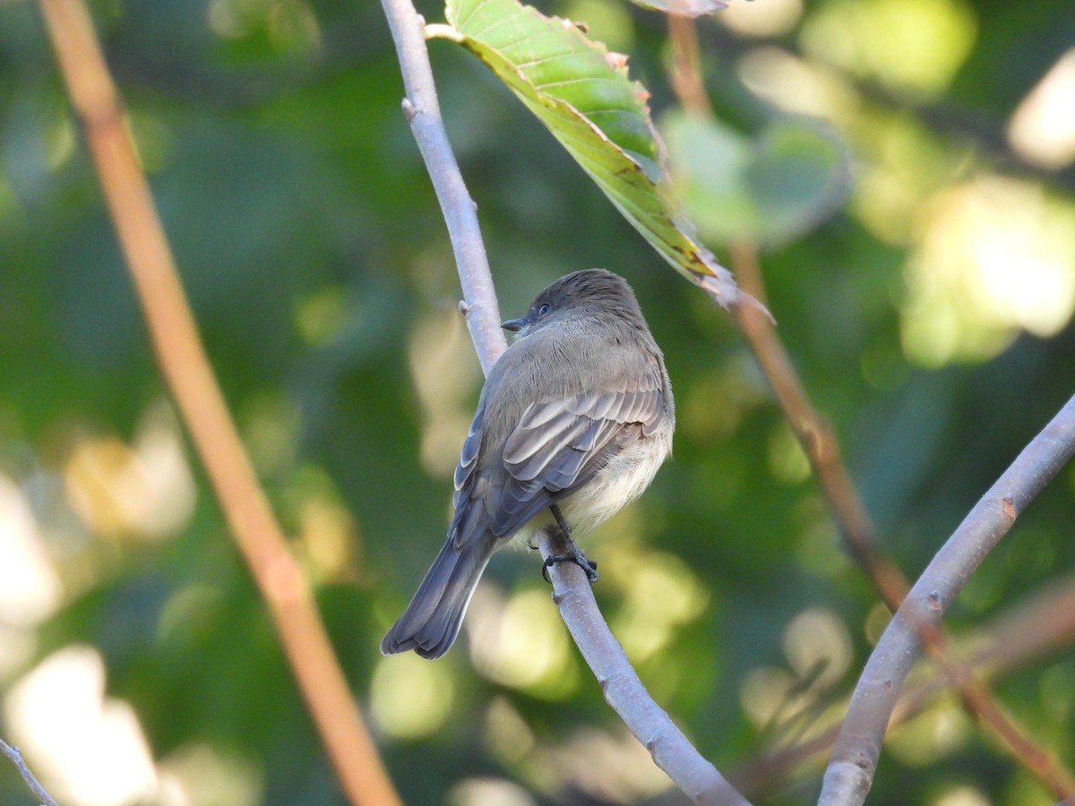 Eastern Phoebe - ML642783658
