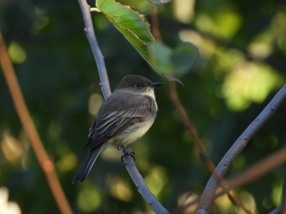 Eastern Phoebe - ML642783659