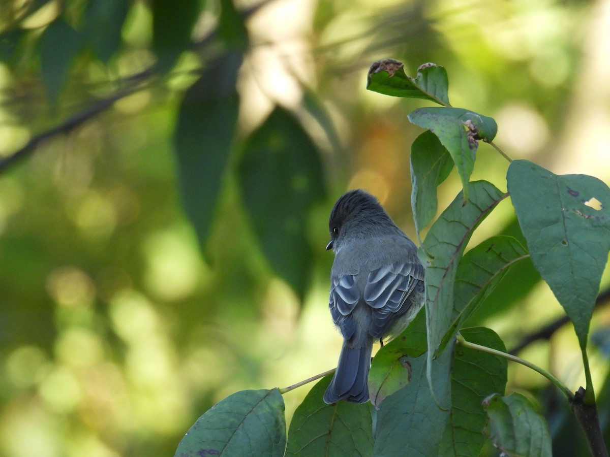 Eastern Phoebe - ML642783660