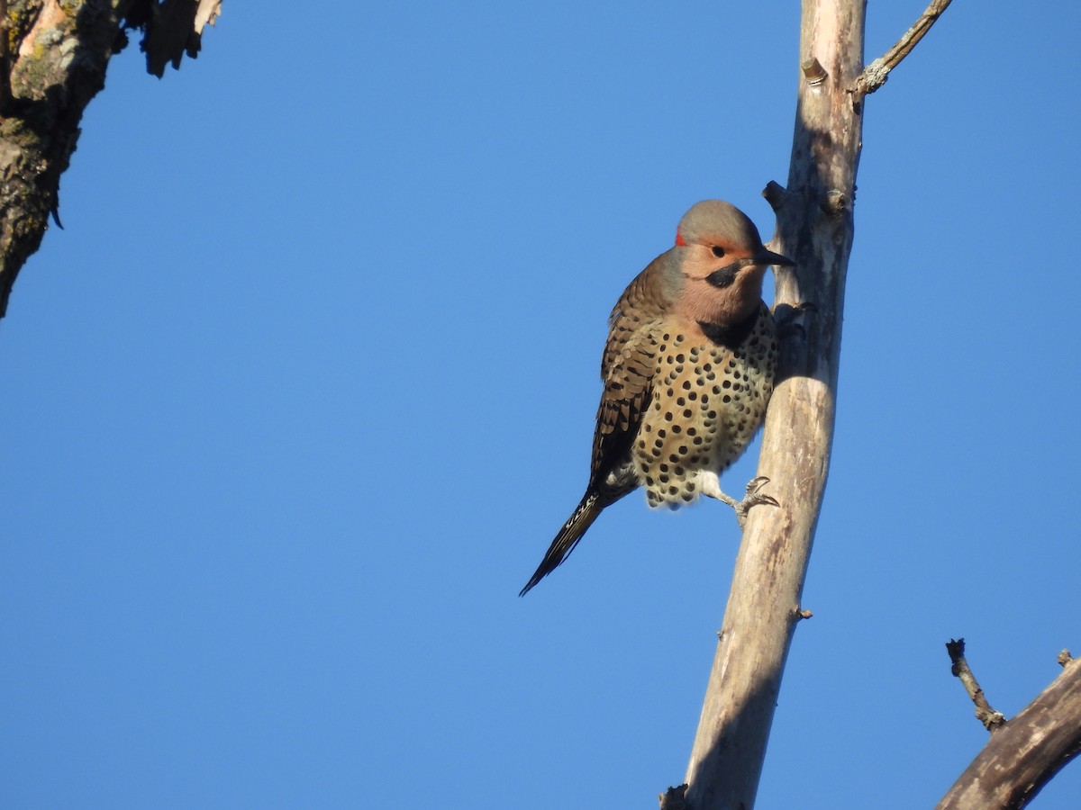 Northern Flicker - ML642783661