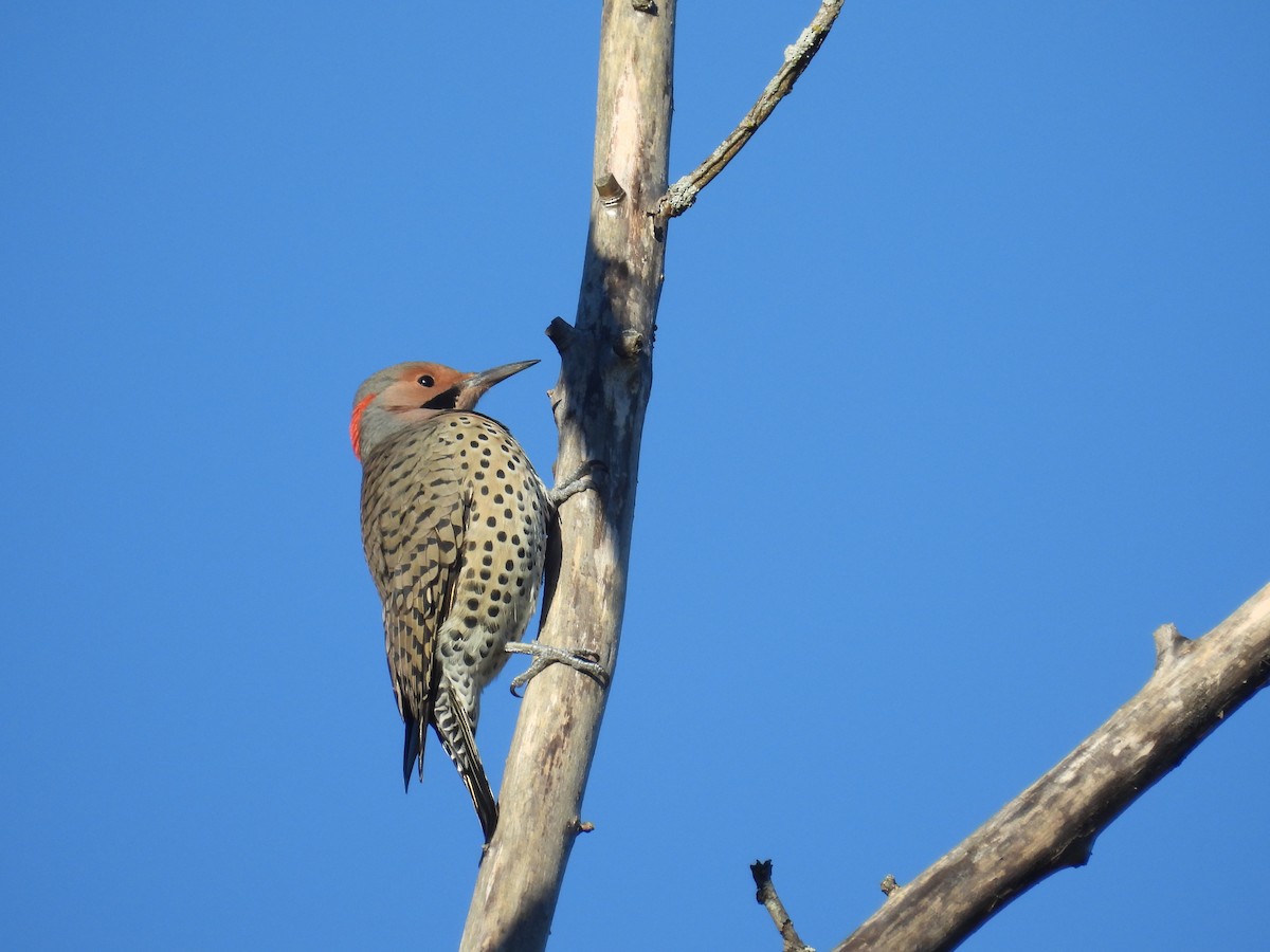 Northern Flicker - ML642783662