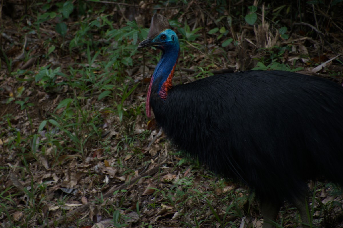 Southern Cassowary - ML642783667
