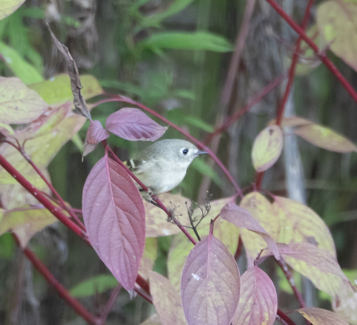 Ruby-crowned Kinglet - ML642783685