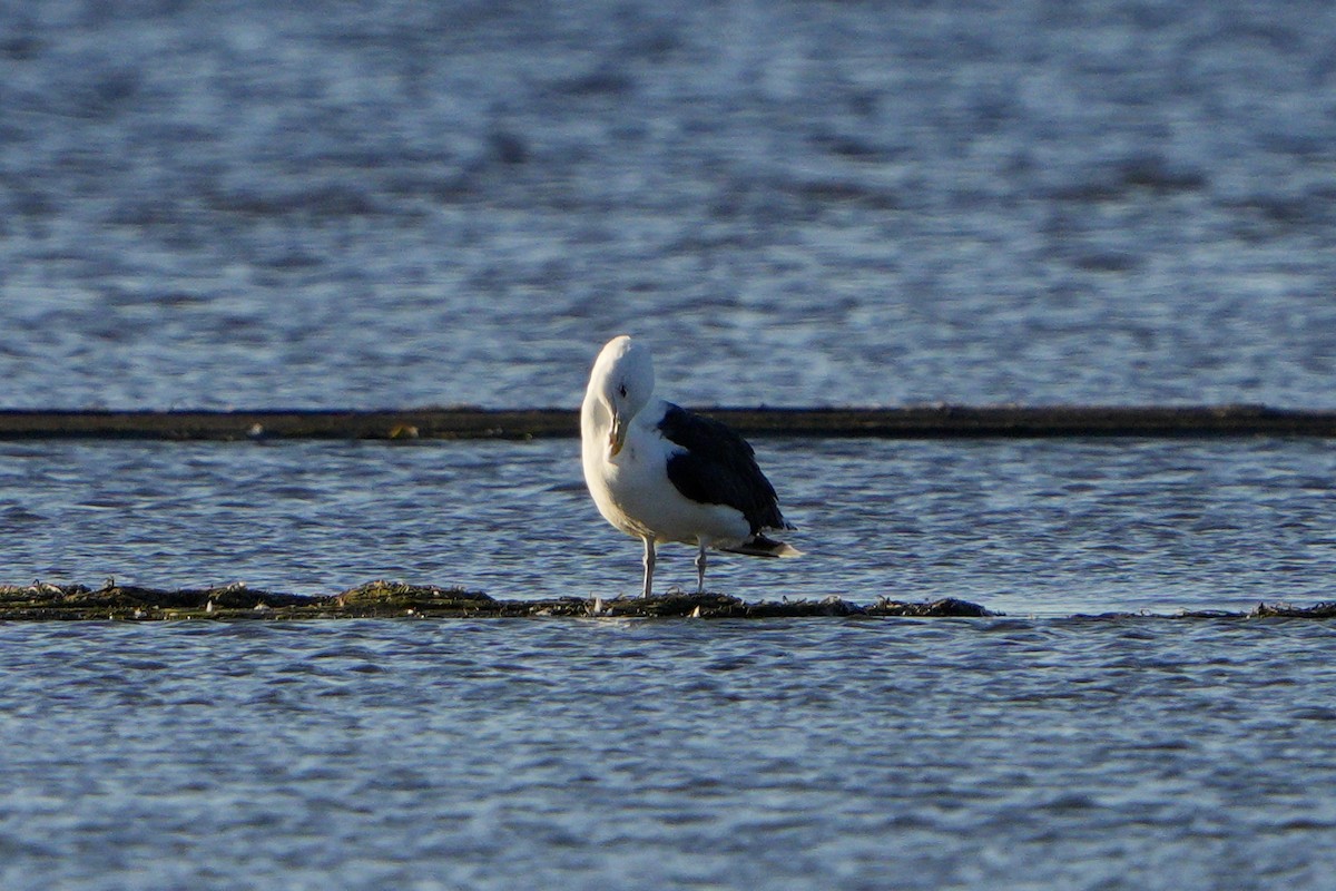 Gavión Atlántico - ML642783686