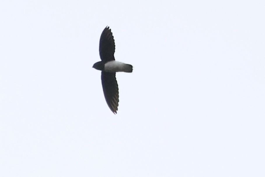 Martinet de Sabine - ML642783703