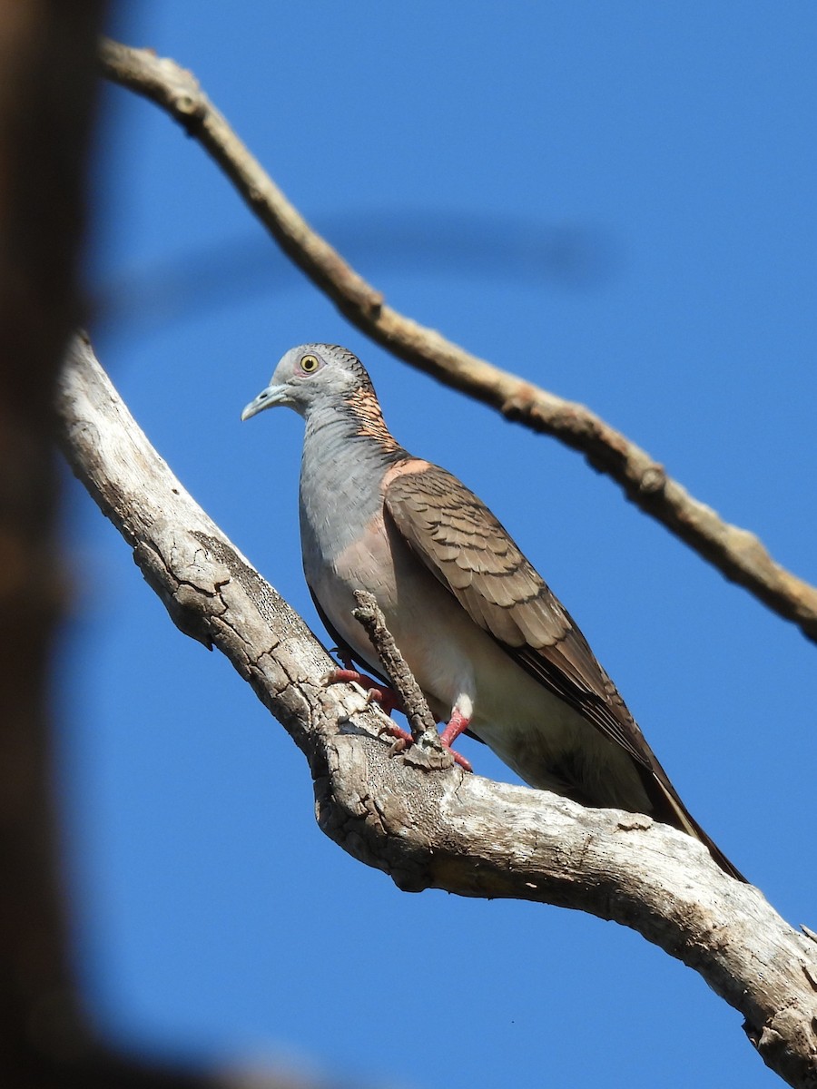 Bar-shouldered Dove - ML642783743