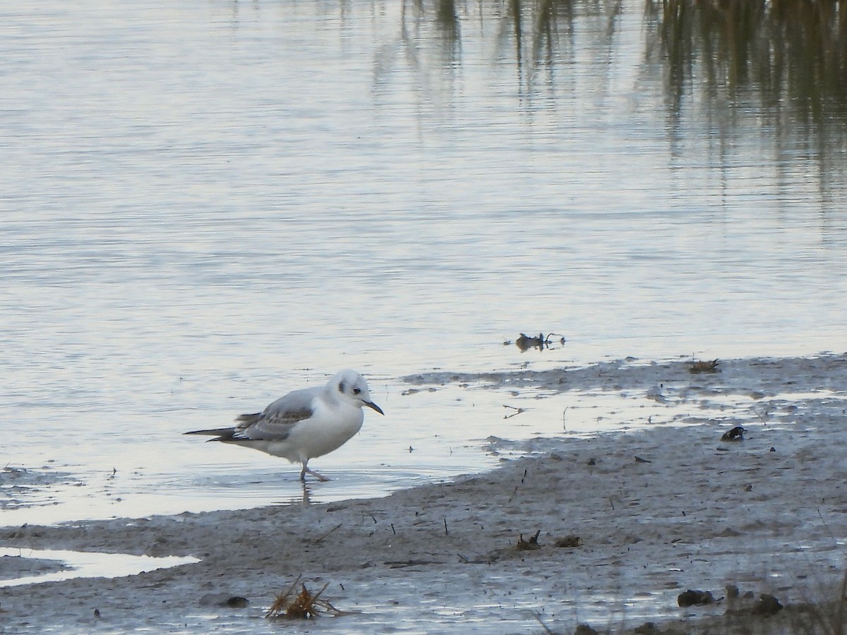 Bonaparte's Gull - ML642783747