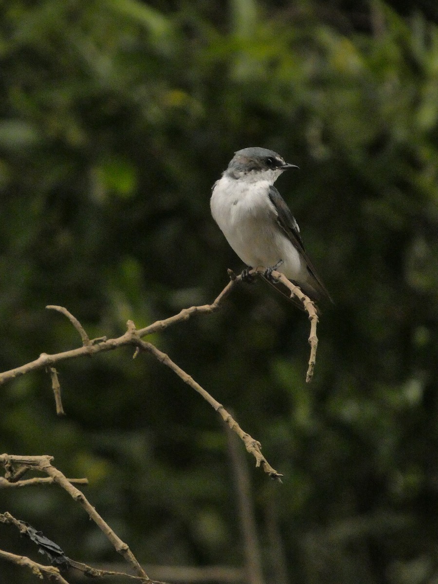 Mangrove Swallow - ML642783752
