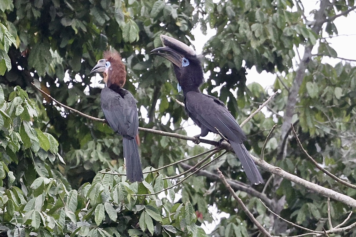 クロコブサイチョウ - ML642783754