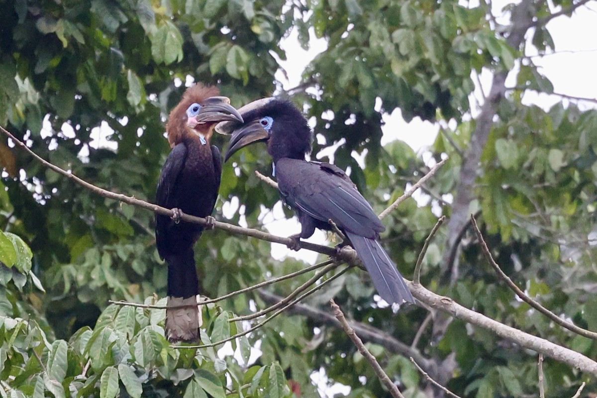 クロコブサイチョウ - ML642783755