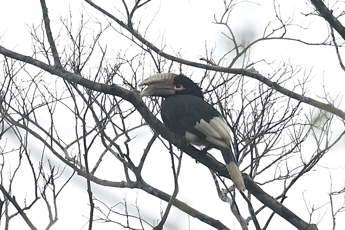 White-thighed Hornbill - ML642783763