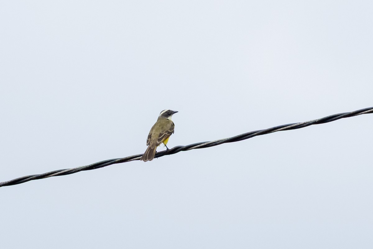 Social Flycatcher - ML642783770