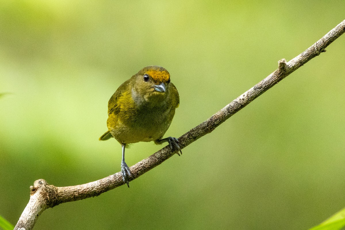 Orange-bellied Euphonia - ML642783782