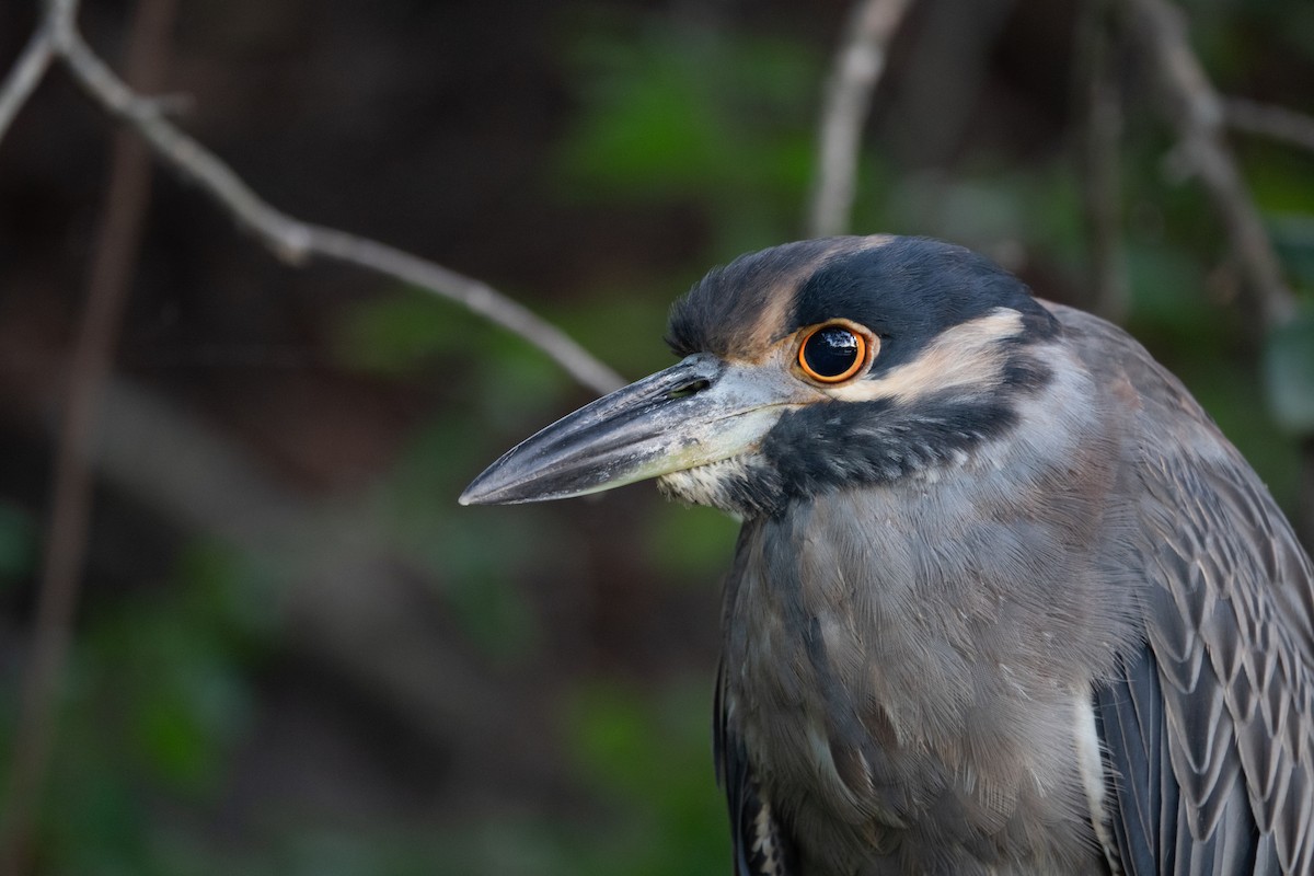 Yellow-crowned Night Heron - ML642783792