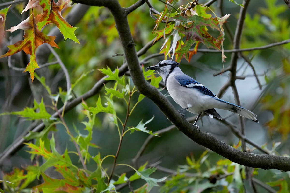 Blue Jay - Robert King