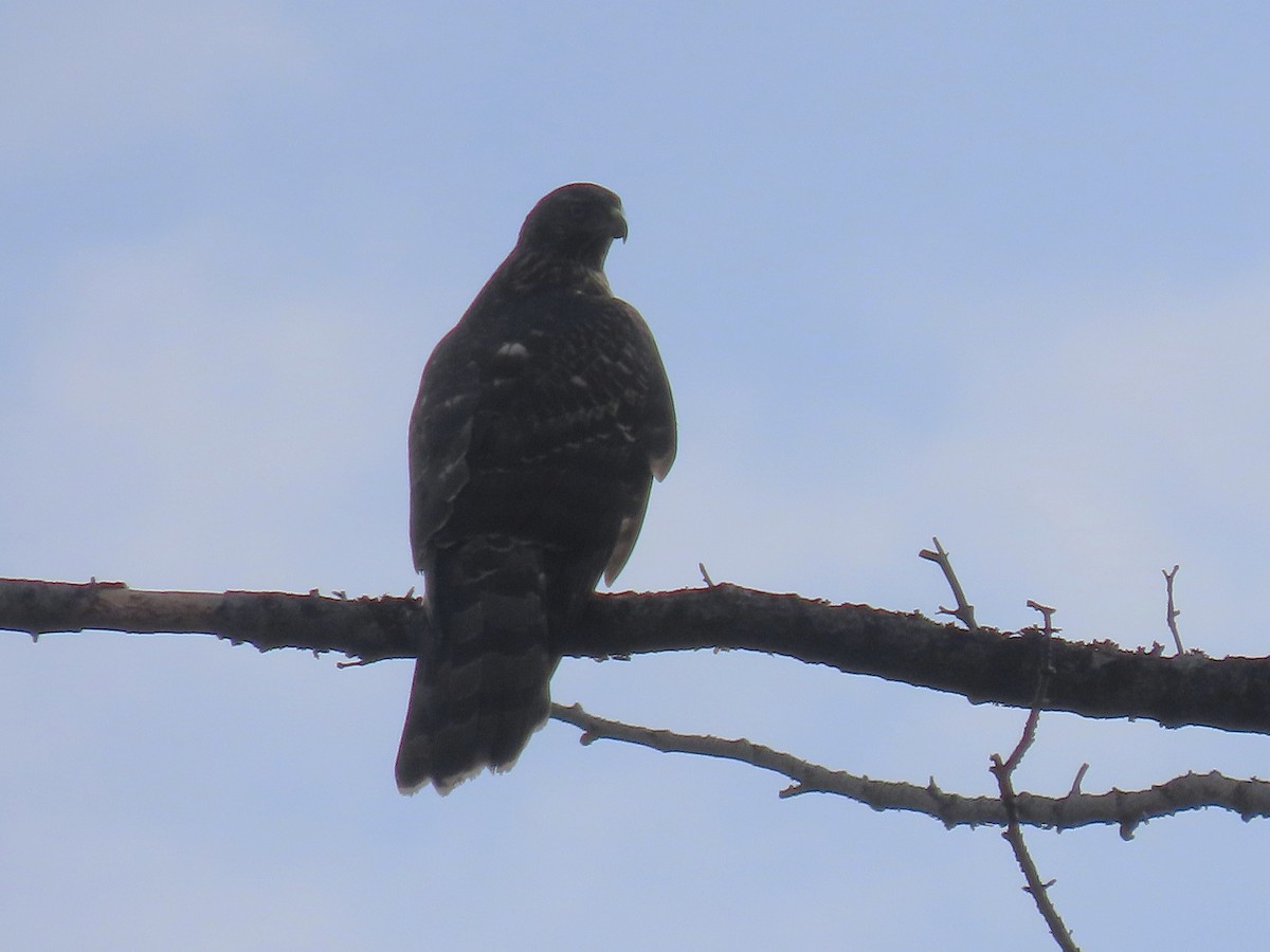 American Goshawk - ML642783828