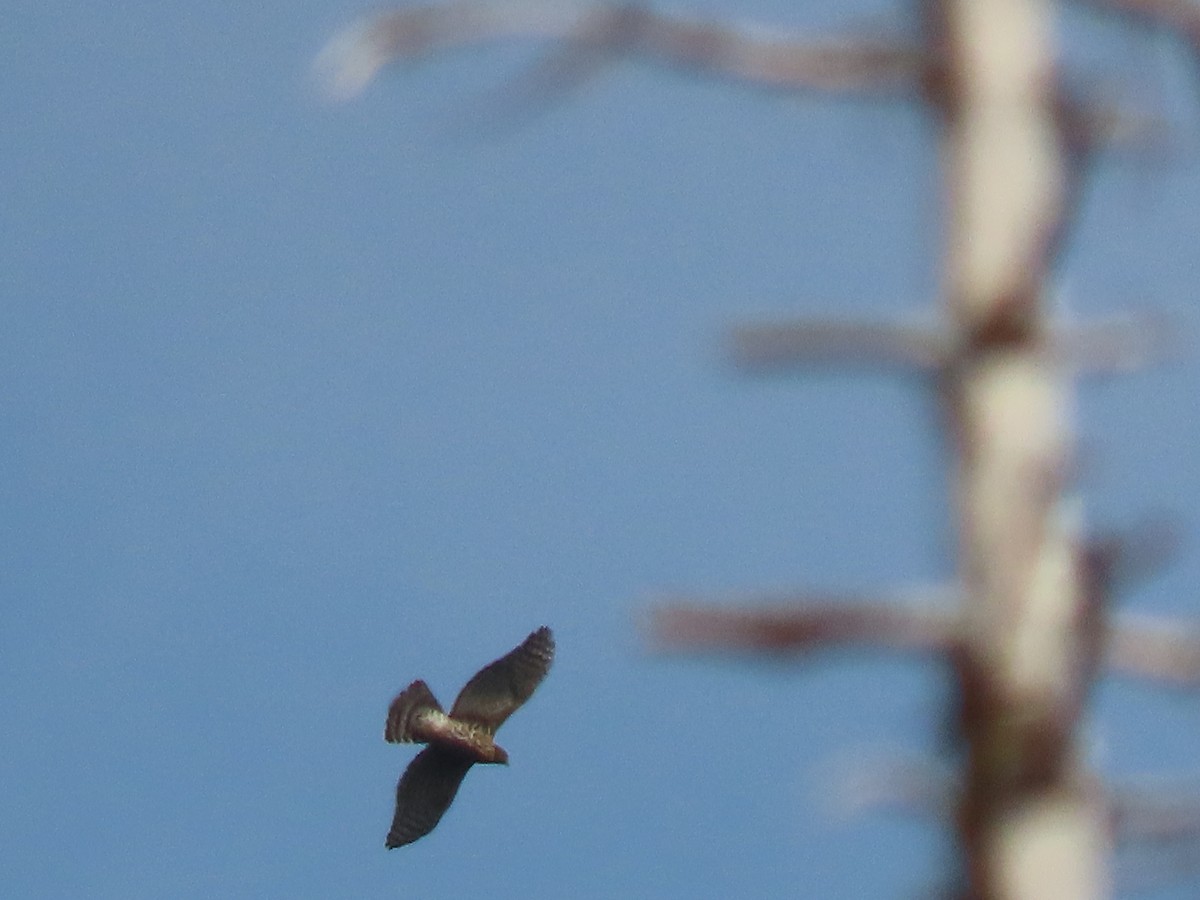 American Goshawk - ML642783829