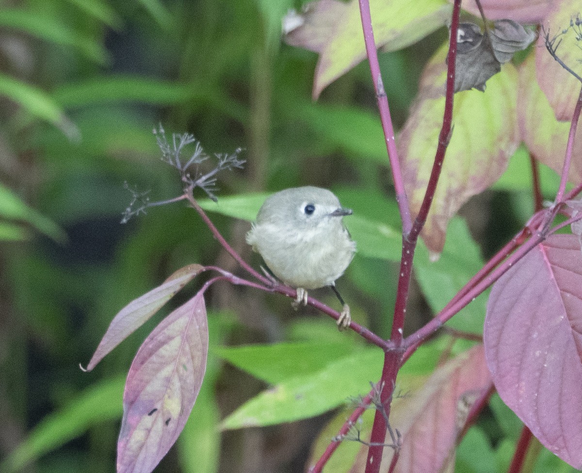 Ruby-crowned Kinglet - ML642783836