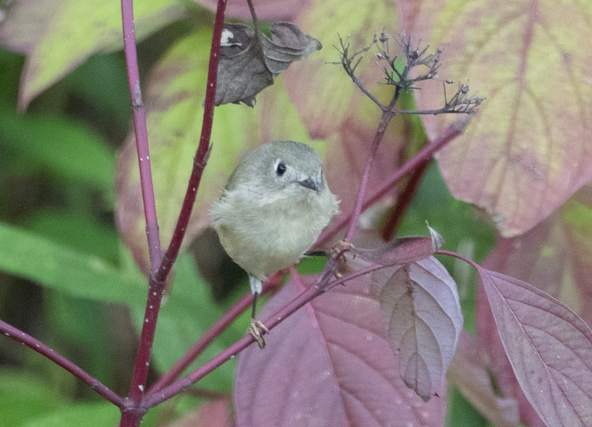 Ruby-crowned Kinglet - ML642783837