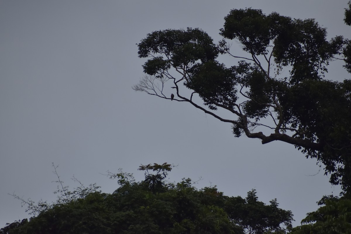 鳳頭蒼鷹 - ML642783862