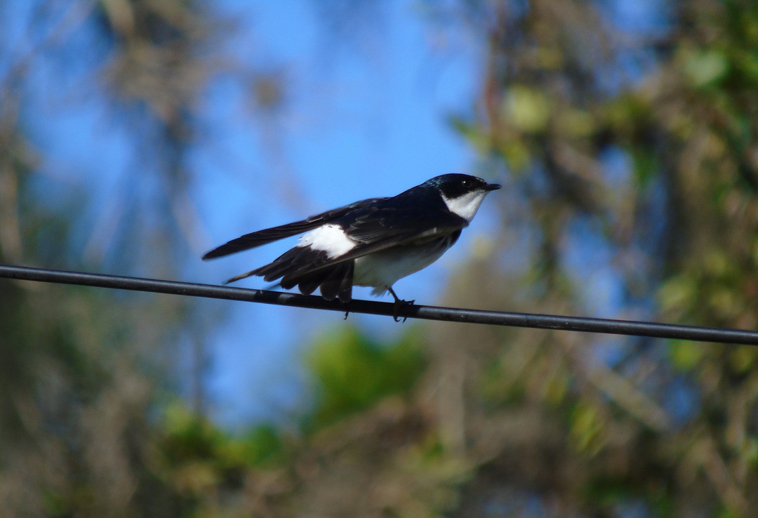 White-rumped Swallow - ML642783866