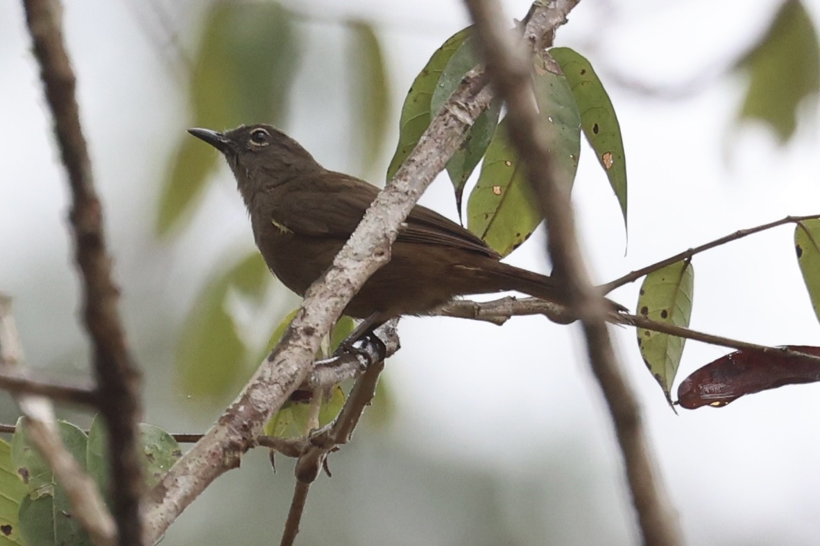 Plain Greenbul - ML642783885