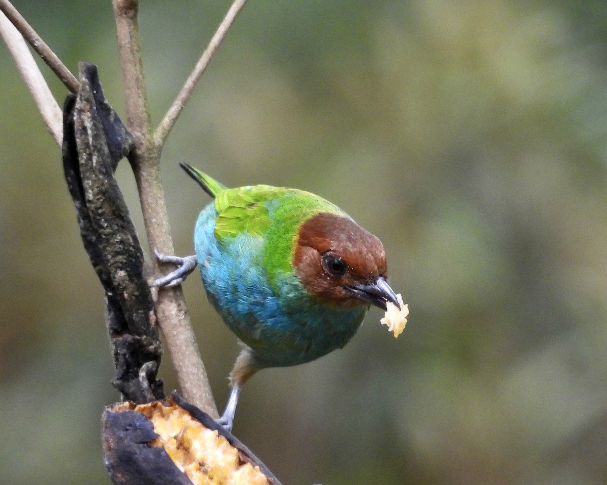 Bay-headed Tanager - ML642783886