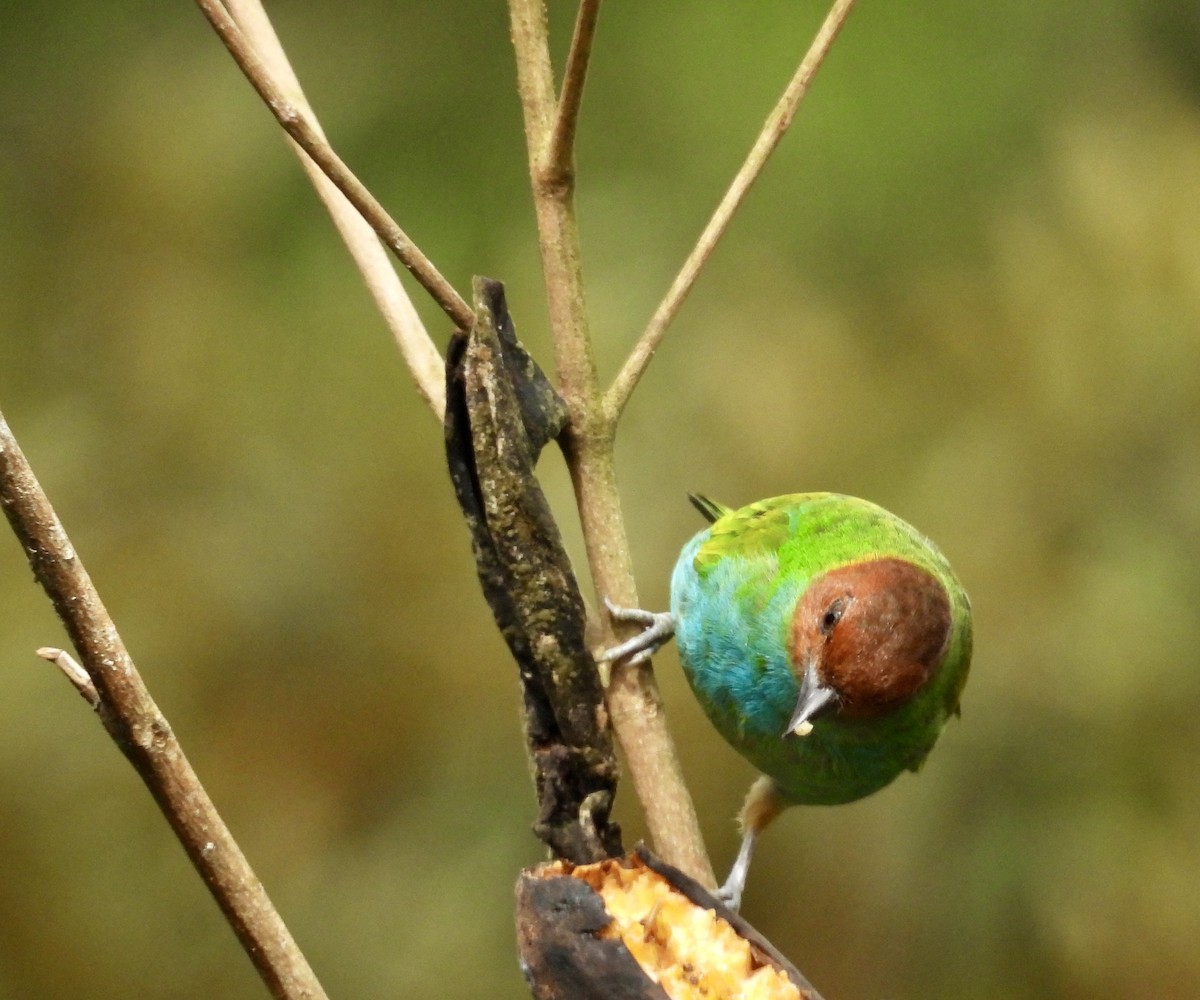Bay-headed Tanager - ML642783888
