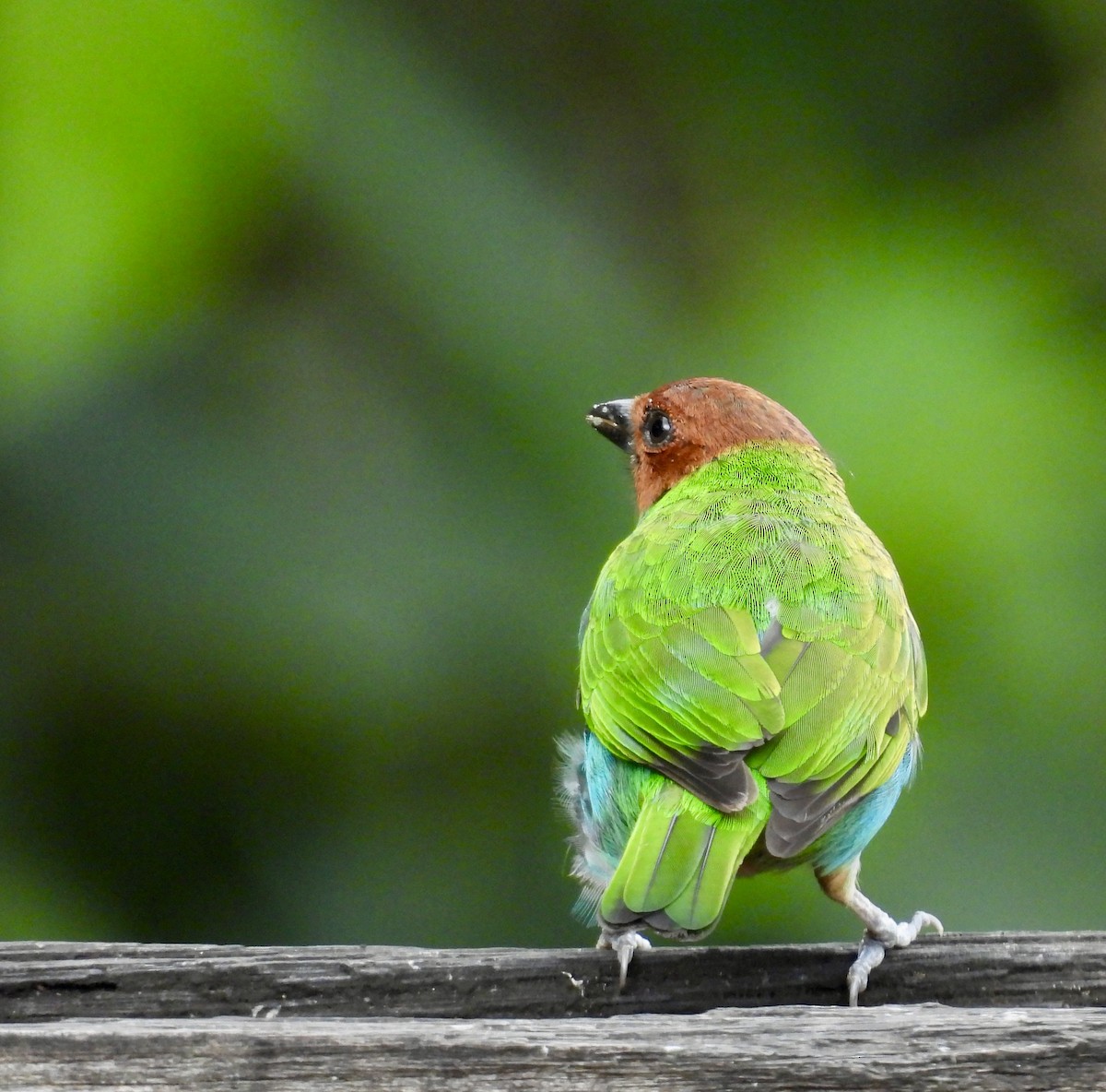 Bay-headed Tanager - ML642783889