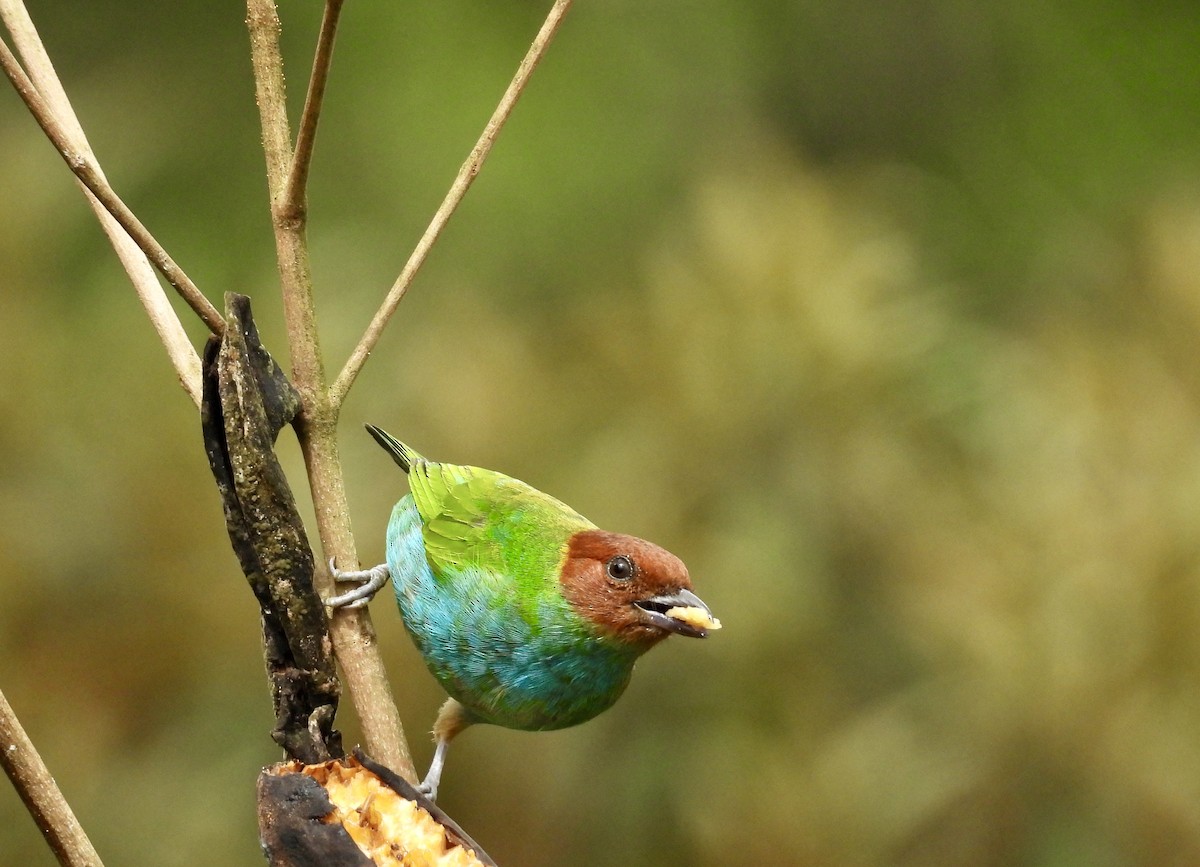 Bay-headed Tanager - ML642783890
