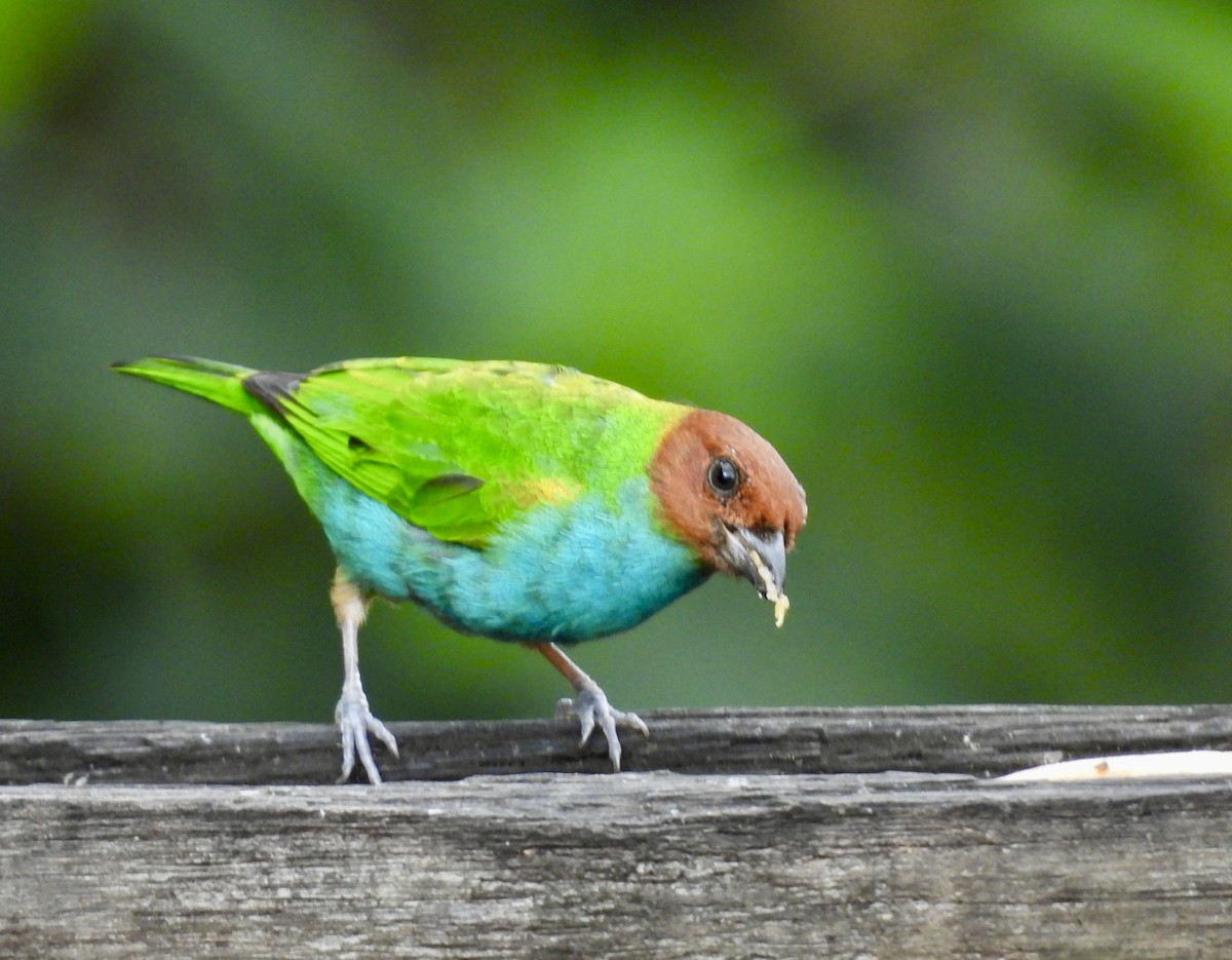Bay-headed Tanager - ML642783891
