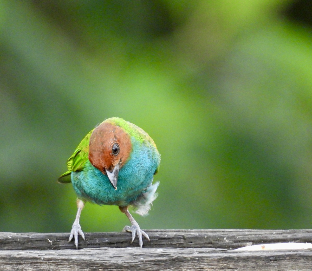 Bay-headed Tanager - ML642783892