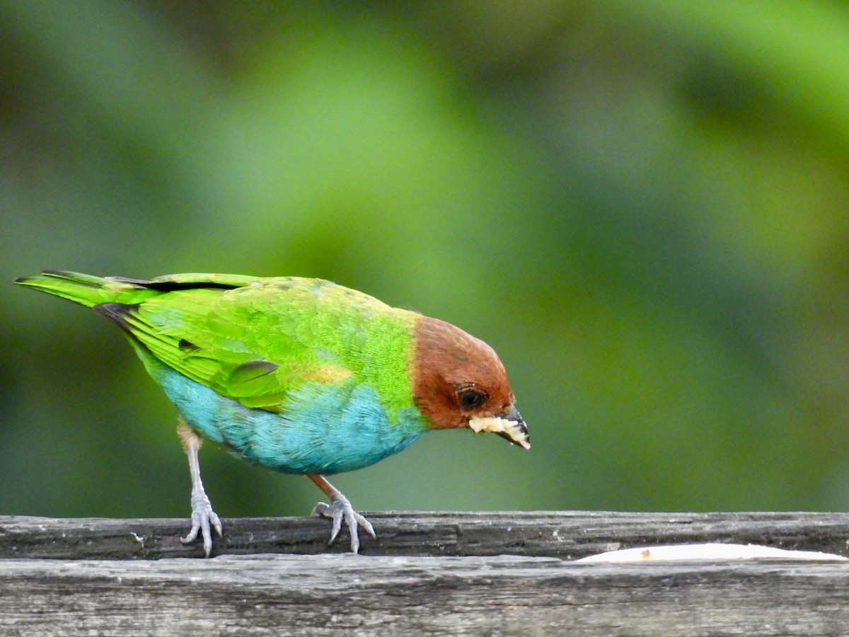 Bay-headed Tanager - ML642783893